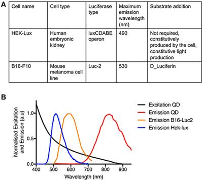 Imaging of Red-Shifted Light From Bioluminescent Tumors Using Fluorescence by Unbound Excitation From Luminescence